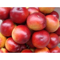 陜西油桃，沙紅桃鮮桃系列面向全國(guó)隆重招商